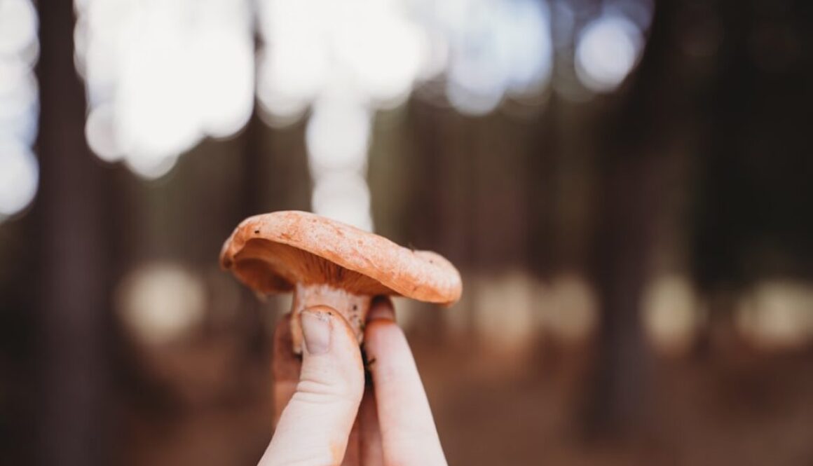 Gdzie na grzyby w Mazowieckim Parku Krajobrazowym
