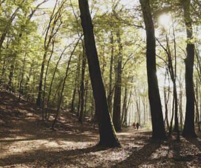 Gdzie pójść na spacer w Warszawie - parki i ogrody