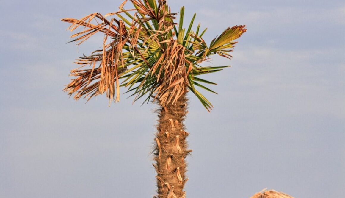 Piaseczno na wycieczkę - odkryj urok małego miasta