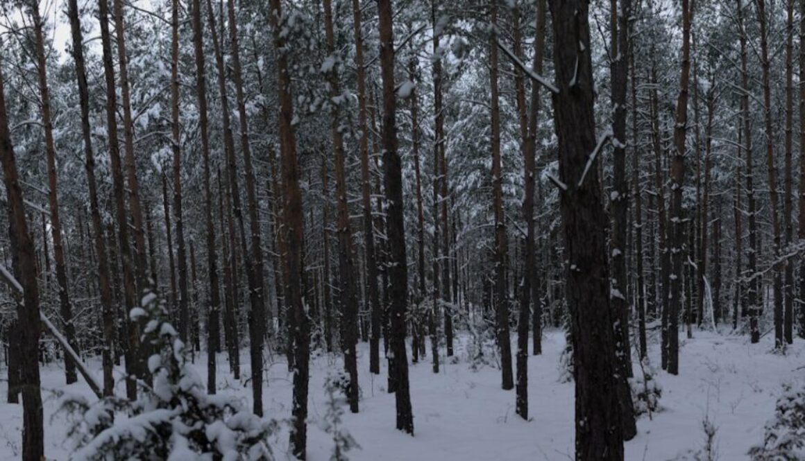 Odkryj Puszczę Kampinoską - co warto wiedzieć przed wyprawą