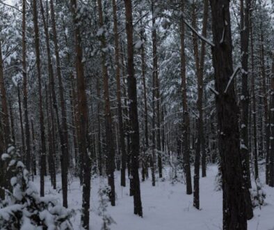 Odkryj Puszczę Kampinoską - co warto wiedzieć przed wyprawą