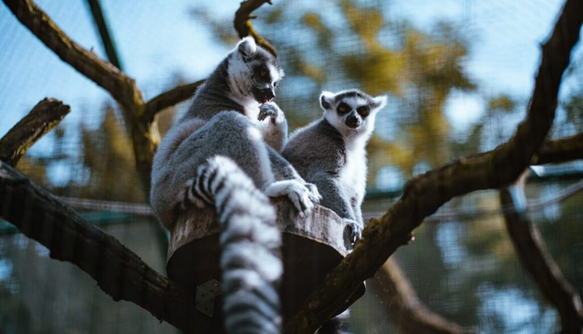 Ogród Zoologiczny w Płocku - praktyczne wskazówki dla zwiedzających